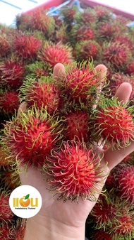 เงาะโรงเรียน เงาะ หวาน อร่อย ผลไม้สด ผลไม้ ผลไม้นำเข้า Rambutan Fruit