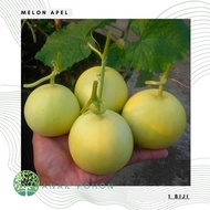 30Benih Bibit Biji - Melon Apel Silver Light Hibrida F1 (Kecil Manis dan Harum) Seeds - Panen Dalam