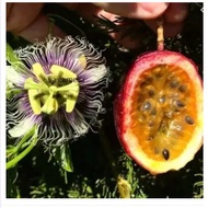 passion fruit seed*/ markisa biji benih(Passiflora edulis_)