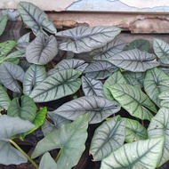 alocasia Bisma rimbun LZ