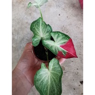 Caladium Shycool wt red lipstick