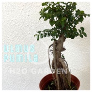 H2O - Ulmus Pumila 骆驼榆盆栽 [Bonsai Plant] Mini Bonsai Live Plant