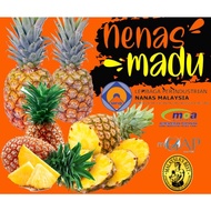 Nanas madu AIR HITAM MUAR Nenas madu Nanas josa Josephine pineapple di petik segar dari ladang di ta