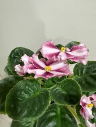 非洲紫羅蘭 Harakiri