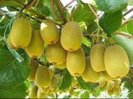 bibit buah kiwi / bibit kiwi