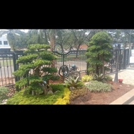pembuatan taman kombinasi bonsai elegan tanaman kecil brokoli kuning brokoli Hijau jayen krokot mera
