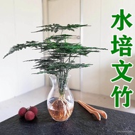 Green Plants and Flowers Water Cultivation Bonsai Asparagus Fern】Living Room Hydroponic Evergreen In