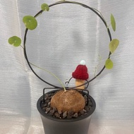 圓葉山烏龜 (L) 已發芽 塊根植物 附攀爬架及軟木塞人 塑膠 植物/