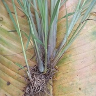 Lemongrass tree cluster (7_10 trees)