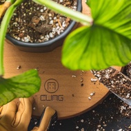 【實木工作轉盤】 / 鹿角蕨輕鬆上板・植物換盆
