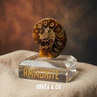 Orvèa & Co Natural Ammonite Fossil Mini Specimen with Glass Display Base