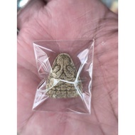 Phra Pidta Luang Phor Kuay Wat Kositaram B.E2517
