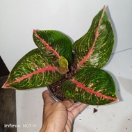 Aglaonema Adelia | Adelia | Lokal Daun Jumbo