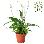 Berjaya Plant Nursery - Peace lily/Spathiphyllum Mojo(Pokok Bunga Hidup/Pokok Hiasan Dalam Rumah/Rea
