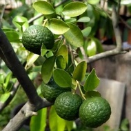 Bibit Pohon Jeruk Limo - Jeruk Limau