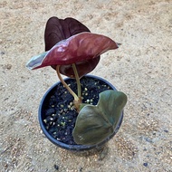 new tanaman hias alocasia cuprea - bibit alocasia tengkorak high