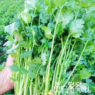 ผักชีจีน แถม ถูกที่สุด เมล็ดพันธุ์ผักชีจีน 50 เมล็ด Coriander seeds Vegetable Seeds เมล็ดพันธุ์ มะระ