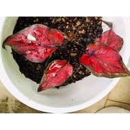 CALADIUM THAILAND REAL PLANT