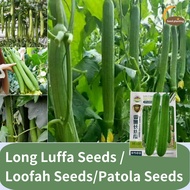 เมล็ดพันธุ์ บวบหอมยาว ( Long Luffa ) บวบหอม สายฟ้า Long Luffa Seeds /loofah Seeds/Patola Seeds ฤดูใบ