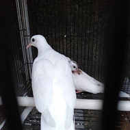 Burung Tekukur warna putih dan blackspot