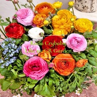 Persian Buttercup 2 Seeds (need about 3 weeks to sprout) 毛花茛 2粒 (需要三个星期左右发芽) (260 days, 30-40cm heig