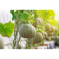 *6 seeds* Japanese Cantaloupe Melon Seeds - High quality