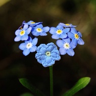 Forget-Me-Not earrings