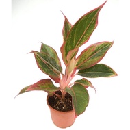 Pokok keladi aglaonema / pokok hiasan hidup / real live plant pink