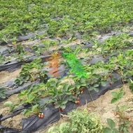 Cuộn 1000M Dây Tưới Nhỏ Giọt 1602.40.2L Băng Nhỏ Giọt Bù Áp Dây Bẹt Pe Mắt 40 Cm Dày 0.2 Mm