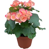 Begonia Rose, Indoor Plant,in plastic or ceramic (White, Black) pot,(flower color depends on availab