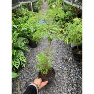 🍀🍀🍀 Cây đinh lăng - thảo dược tốt sức khỏe 🍀🌱