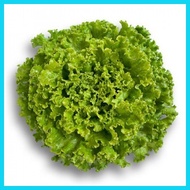 ▬  ∈ Jonction Lettuce Rijk Zwaan Pelletized Seeds by NutriHydro