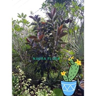 dW Tanaman Hias karet kebo merah Rubber plant ficus elastica Herbal