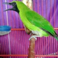 CUCAK IJO BONDOL BODY BIG