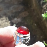 bacan obi merah super