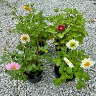 🔥OUTDOOR🔥 POKOK DAHLIA / Dahlia Tree / Dahlia Pinnata / Live Plants