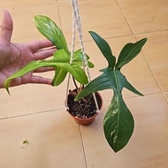 Philodendron Florida Beauty Varigated