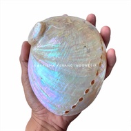HALIOTIS MIDAE (SOUTH AFRICAN ABALONE SHELL) PERLEMOEN ABALONE SHELL SHELL ABALONE WHITE BY KHARISMA