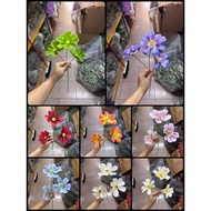 🇲🇾Bunga Gesang Besar x 3Bunga Big Gesang Flower Cosmos Flower