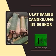 Umpan Pancing Cangkilung Ulat Bambu