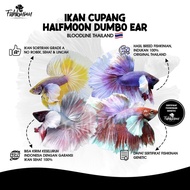 Ikan Hias Cupang Halfmoon Dumbo Ear HMDE - line Thailand Berkualitas