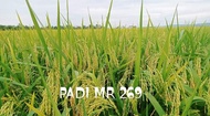 BIBIT PADI UNGGUL MR 269 5KG