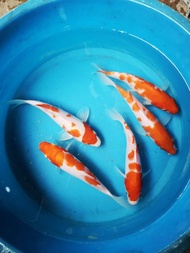 5 PIECES PACKAGE /KOHAKU KOI (LOCAL BREED)/GRADE AAA/LIVE FISH /IKAN HIASAN /ORNAMENTAL FISH /AQUARIUM NEED /READY STOCK