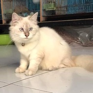 PROMO TERBATAS!!! Kucing Himalaya ( BETINA ) TERBARU