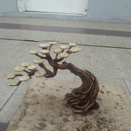 Bonsai aquascape bonsai akar rasamala aquarium bonsai