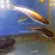 ikan hias gabus predator chana maru red barito cana red barito 10cm