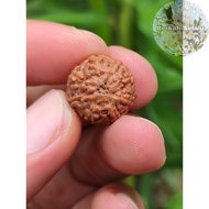 Rudraksha Granules Jenitri Mukhi 8 Lines 8 Blessings_Always