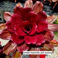 Bromeliad - id Rose kedut / live plants / Gha Garden House
