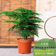 Asparagus Fern Potted Plant Indoor Office Green Plant Flower Bonsai Evergreen Small Pot Plant OY0X