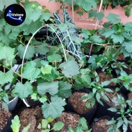 BIBIT anggur kober 5bb rootstok import